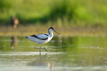 Pied avocet - Recurvirostra avosetta in the water