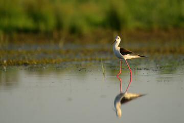 Black-winged stilt - himantopus himantopus wading in the water, red legs black and white wader