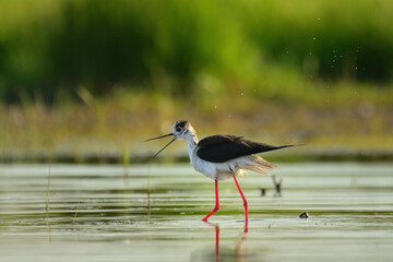 Black-winged stilt - himantopus himantopus wading in the water, red legs black and white wader