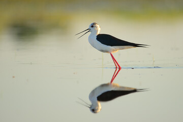 Fototapeta premium Black-winged stilt - himantopus himantopus wading in the water, red legs black and white wader