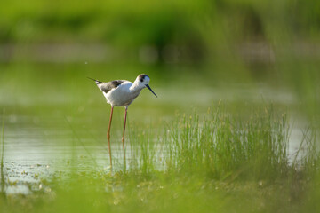 Black-winged stilt - himantopus himantopus wading in the water, red legs black and white wader