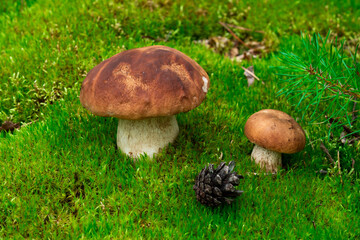 Two mushroom boletus edulis in the forest.