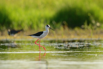 Black-winged stilt - himantopus himantopus wading in the water, red legs black and white wader