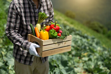 Organic farmer in a vegetable field holding a wooden box of beautiful freshly picked vegetables,...