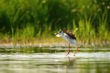 Obraz premium Black-winged stilt - himantopus himantopus wading in the water, red legs black and white wader