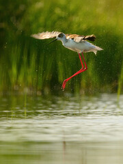 Obraz premium Black-winged stilt - himantopus himantopus wading in the water, red legs black and white wader