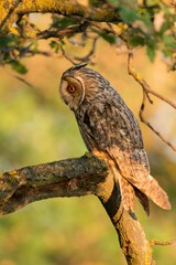 Long-eared owl - Asio otus perching on tree