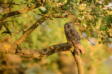 Long-eared owl - Asio otus perching on tree