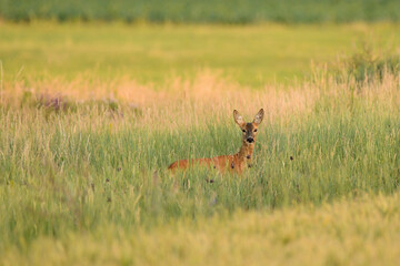 Naklejka na ściany i meble Female roe deer on a meadow