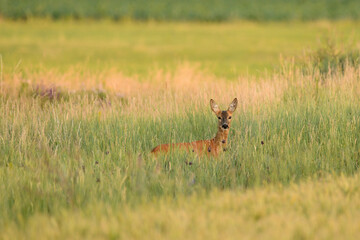 Female roe deer on a meadow
