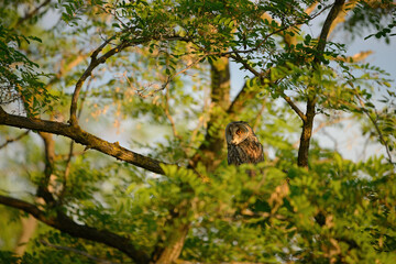 Fototapeta premium Long-eared owl - Asio otus perching on tree