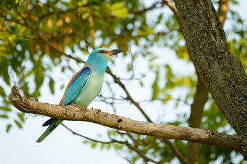 European roller - coracias garrulus colorful exotic bird
