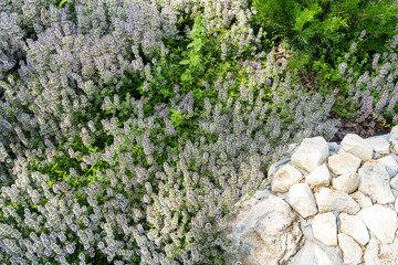 Lush purple-white inflorescences of a ground cover ornamental perennial plant Thymus serpyllum...