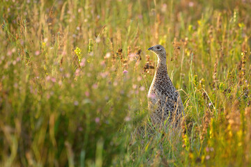 Female pheasant in the grass