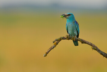 Obraz premium European roller - coracias garrulus colorful exotic bird