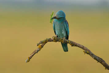 European roller - coracias garrulus colorful exotic bird