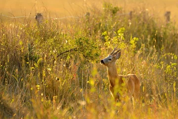 Fototapeten Roe deer buck in the grass © Creaturart