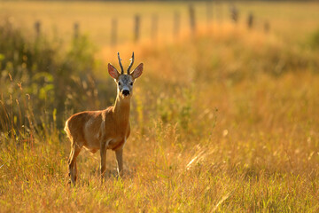 Naklejka na ściany i meble Roe deer buck in the grass