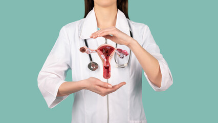 Female doctor Gynecologist with a stethoscope holds model of female reproductive system in the hands. Help and care concept - obrazy, fototapety, plakaty