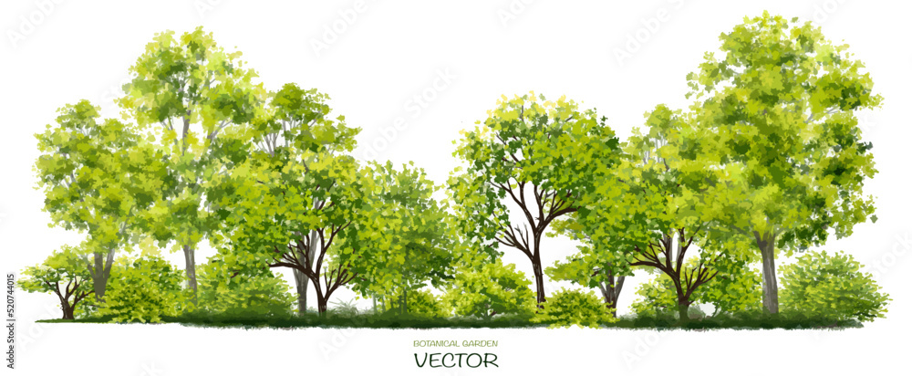 Wall mural vector watercolor tree or forest side view isolated on white background for landscape and architectu