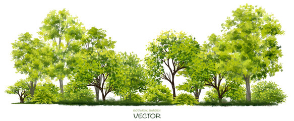 Vector watercolor tree or forest side view isolated on white background for landscape and architecture drawing,elements for environment or and garden,botanical element for section   - obrazy, fototapety, plakaty