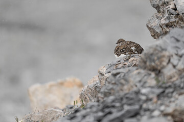 Wild Alps, fine art portrait of the rock ptarmigan female (Lagopus muta)