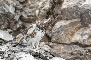 It's time to shake the water off, fine art portrait of Rock ptarmigan under rainstorm (Lagopus muta)