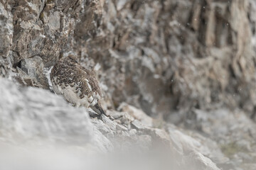 Rock ptarmigan shelters among the rocks in a rainy day (Lagopus muta)