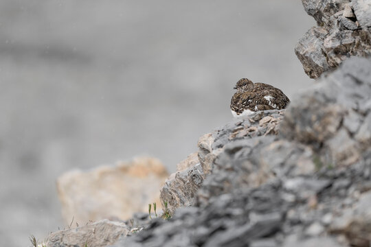 Wild Alps, fine art portrait of the rock ptarmigan female (Lagopus muta)
