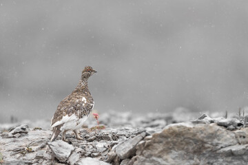 Under snowfall, the rock ptarmigan male (Lagopus muta)