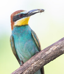 European bee-eater, Merops apiaster. A bird holds a prey in its beak. Close-up