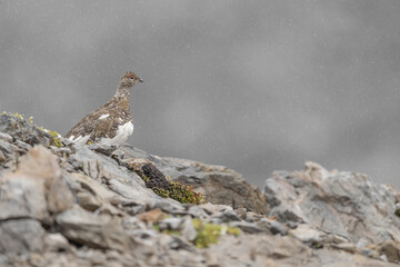 Fine art portrait of the rock ptarmigan under raindrops and snowflakes (Lagopus muta)
