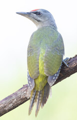 Fototapeta premium Grey-headed woodpecker, Picus canus. The male sits on a branch. Close-up
