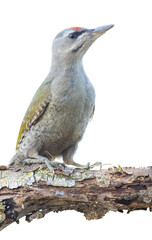 Grey-headed woodpecker, Picus canus. The male sits on a branch. Close-up, isolated, white background