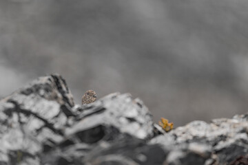 Fine art portrait of the rock ptarmigan female among the rocks (Lagopus muta)