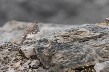 On the rock, the ptarmigan female (Lagopus muta)