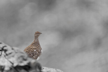 Fine art portrait of the rock ptarmigan male (Lagopus muta)