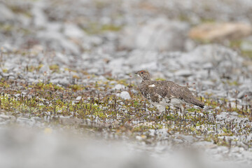 Wild Alps, rock ptarmigan male in the summer season (Lagopus muta)