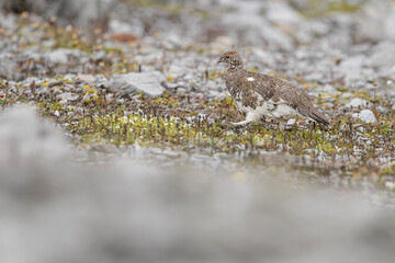 The rock ptarmigan male (Lagopus muta)