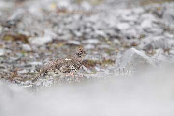 The rock ptarmigan male looking for food on stony ground (Lagopus muta)