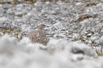 The rock ptarmigan male on ground in the Alps mountains (Lagopus muta)