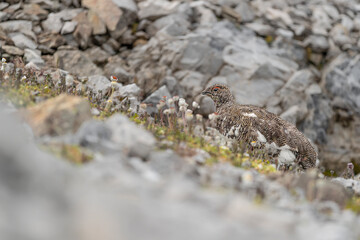 The rock ptarmigan male looking for food (Lagopus muta)