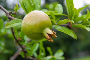 Pomegranate tree, pomegranate fruit, healthy and organic food.
