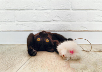 Small black cute kitten playing on the floor. Pet care. Selective focus.