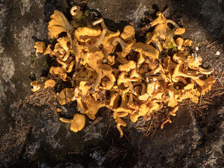 harvested chanterelle mushrooms