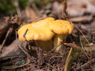 chanterelle mushrooms closeup