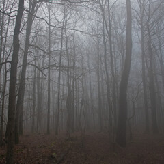 Promenade d'Hiver