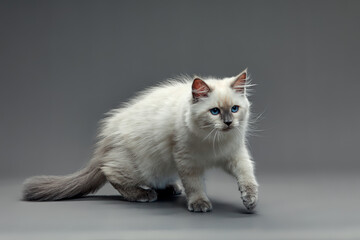 Portrait of a little white kitty on gray background, nice little kitten with big eyes , copy space
