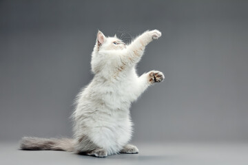 Kitten playing with feather wand - small British kitten gray white color chews cat toy close-up