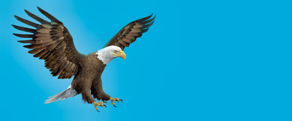 3d illustration of bald eagle on blue background 
